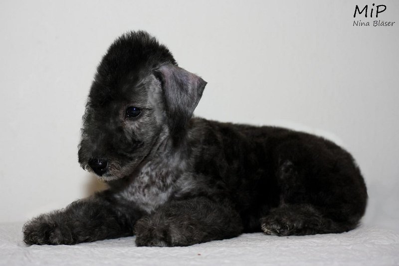 Dandy Sting Happy Sheep (1).jpg